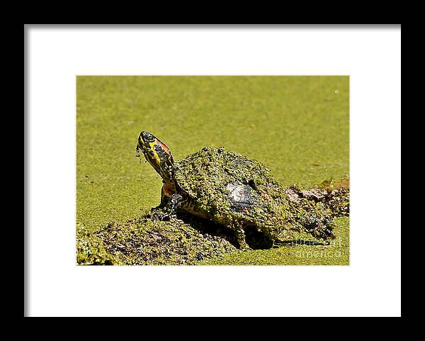 Turtle Framed Print featuring the photograph Red Eared Slider Turtle by Kathy Baccari