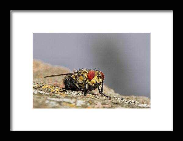 Macro Photography Framed Print featuring the photograph Red eye fly 01 by Kevin Chippindall