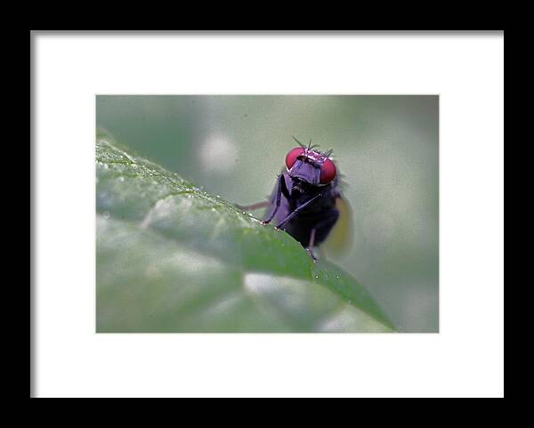 Insects Framed Print featuring the photograph Red Eye by Jennifer Robin