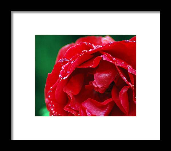 Red Framed Print featuring the photograph Red Flower Wet by Matt Quest
