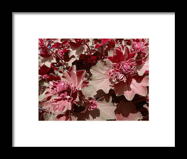 Red Framed Print featuring the photograph Red Flowers by Laurie Tsemak