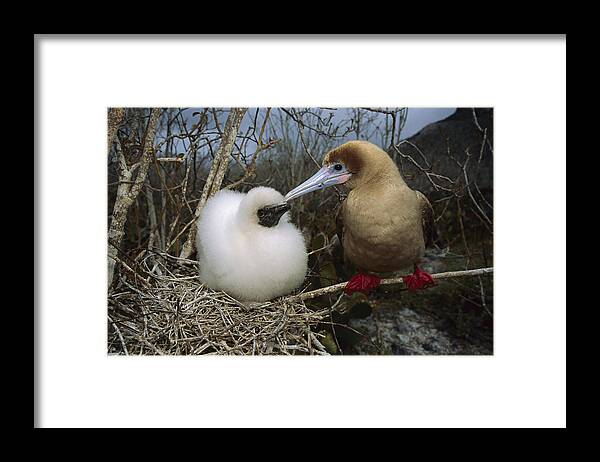 Feb0514 Framed Print featuring the photograph Red-footed Booby And Chick Galapagos by Tui De Roy