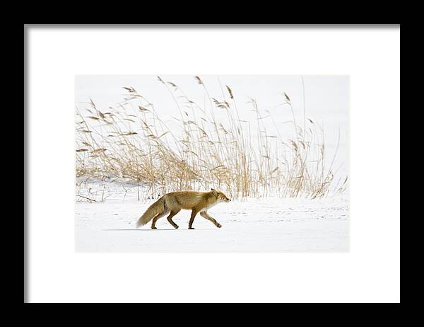 Flpa Framed Print featuring the photograph Red Fox And Reeds In Snow Hokkaido by Dickie Duckett