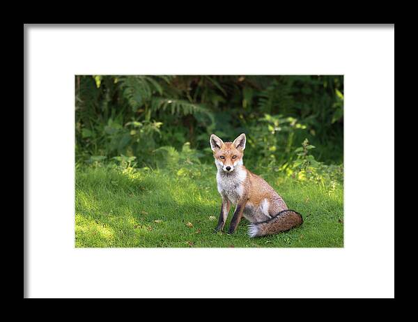 Conspiracy Framed Print featuring the photograph Red Fox At Edge Of Forest by James Warwick