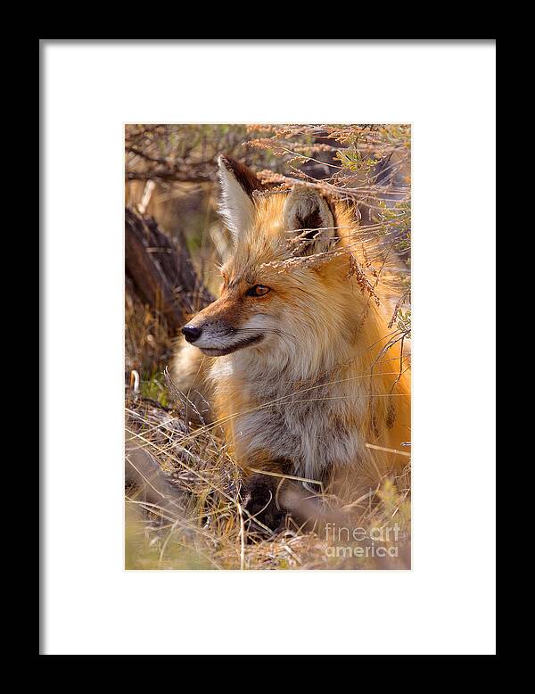 Red Fox Framed Print featuring the photograph Red Fox at Rest by Aaron Whittemore