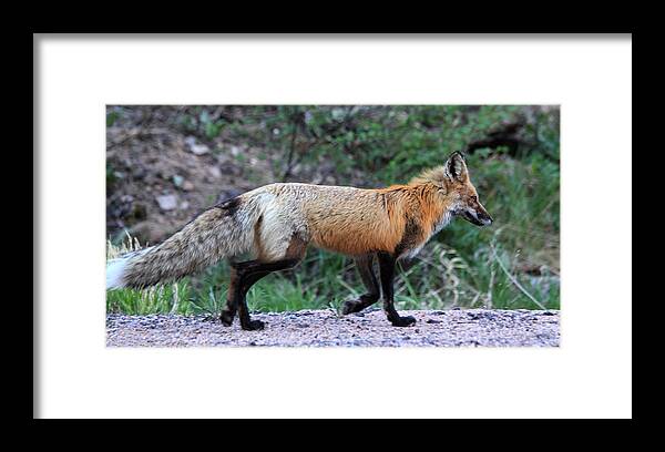 Red Fox Framed Print featuring the photograph Red Fox by Shane Bechler