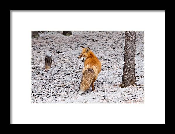 Animal Framed Print featuring the photograph Red Fox Egg Thief by John Wadleigh