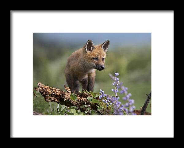Feb0514 Framed Print featuring the photograph Red Fox Kit Climbing by Tim Fitzharris
