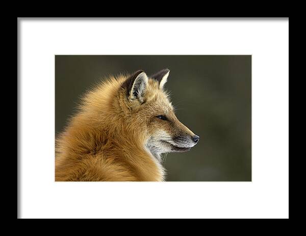 Flpa Framed Print featuring the photograph Sly Red Fox by Malcolm Schuyl