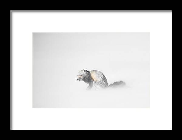 Yellowstone Framed Print featuring the photograph Red Fox in Winter Storm by Bill Cubitt