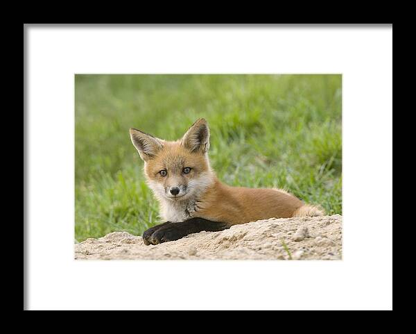 535724 Framed Print featuring the photograph Red Fox Resting by Steve Gettle