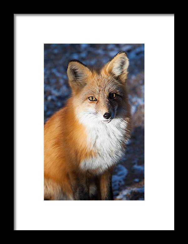 Animal Framed Print featuring the photograph Red Fox Standing by John Wadleigh