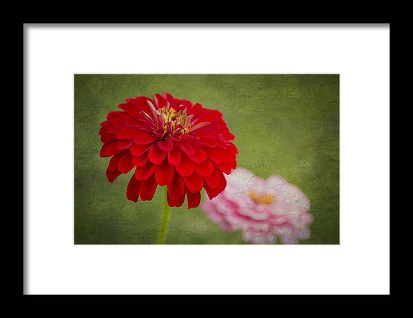 Zinnia Flower Framed Print featuring the photograph Red Glow by Marina Kojukhova
