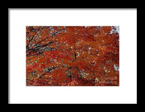 Maple Tree Framed Print featuring the photograph Red Gold Autumn by Linda Shafer