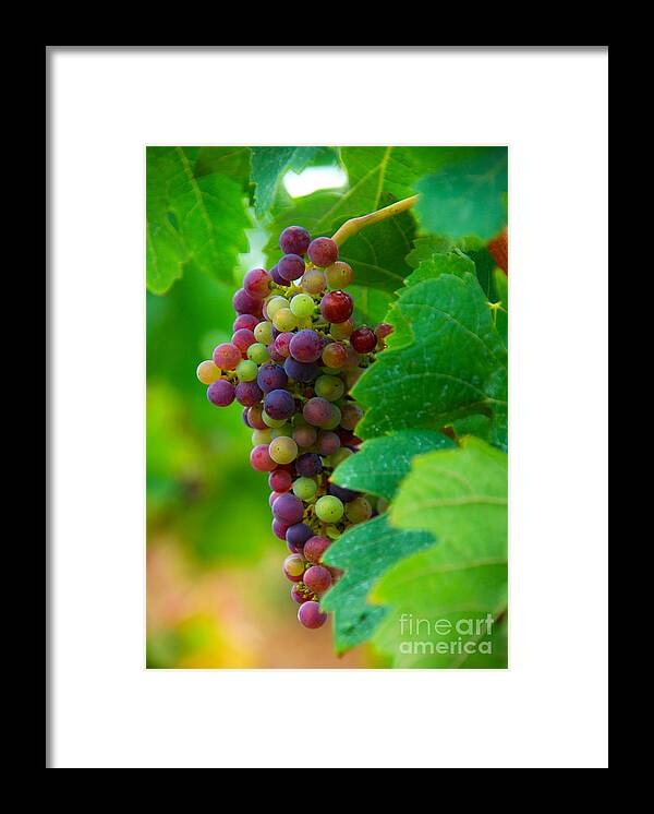 Bordeaux Framed Print featuring the photograph Red Grapes by Hannes Cmarits