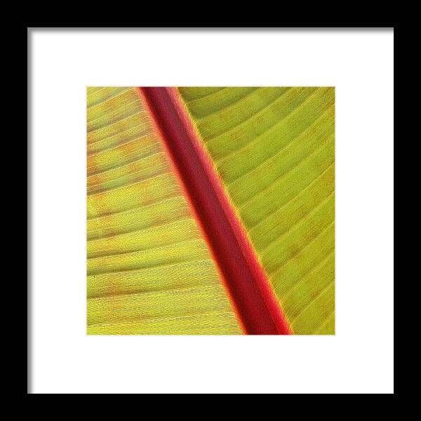 Textures Framed Print featuring the photograph #red #green #yellow #leaf #line #lines by The Texturologist