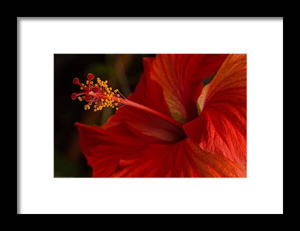 Fjm Multimedia Framed Print featuring the photograph Red Hibiscus 4 by Frank Mari