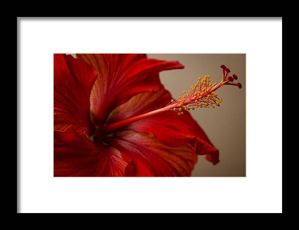 Fjm Multimedia Framed Print featuring the photograph Red Hibiscus 5 by Frank Mari