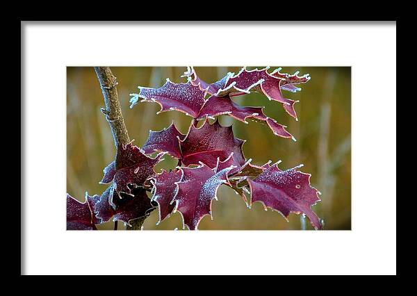 Leaves Framed Print featuring the photograph Red In Rime by Julia Hassett