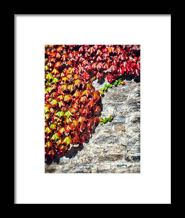 Atumn Framed Print featuring the photograph Red ivy on wall by Silvia Ganora