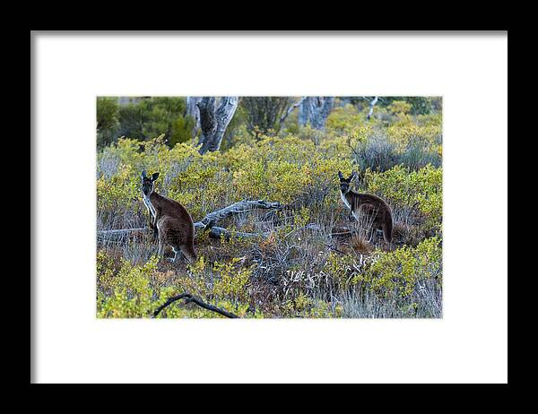 Photography Framed Print featuring the photograph Red Kangaroo Macropus Rufus by Panoramic Images