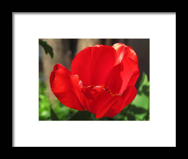 Brooklyn Framed Print featuring the photograph Red by Keith Thomson