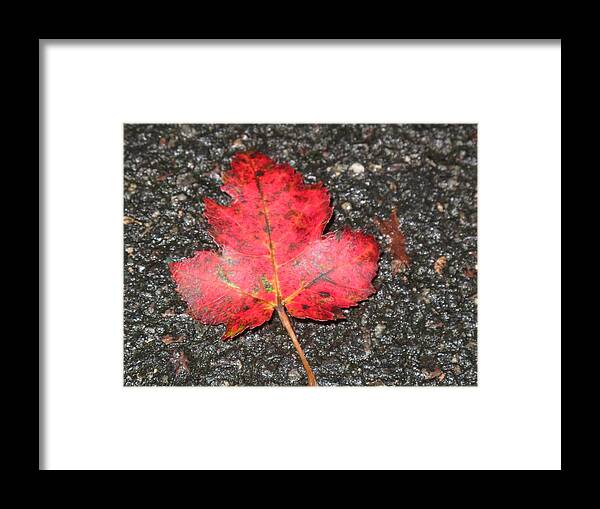 Leaves Framed Print featuring the photograph Red Leaf on Pavement by Barbara McDevitt