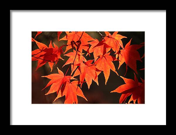 Japanese Maple Tree Framed Print featuring the photograph Japanese Maple Leaves in Fall by Valerie Collins