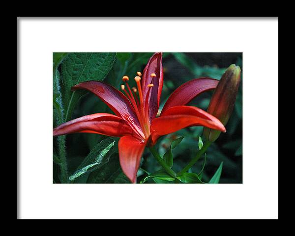 Lily Framed Print featuring the photograph Red Lily by Kelly Nowak