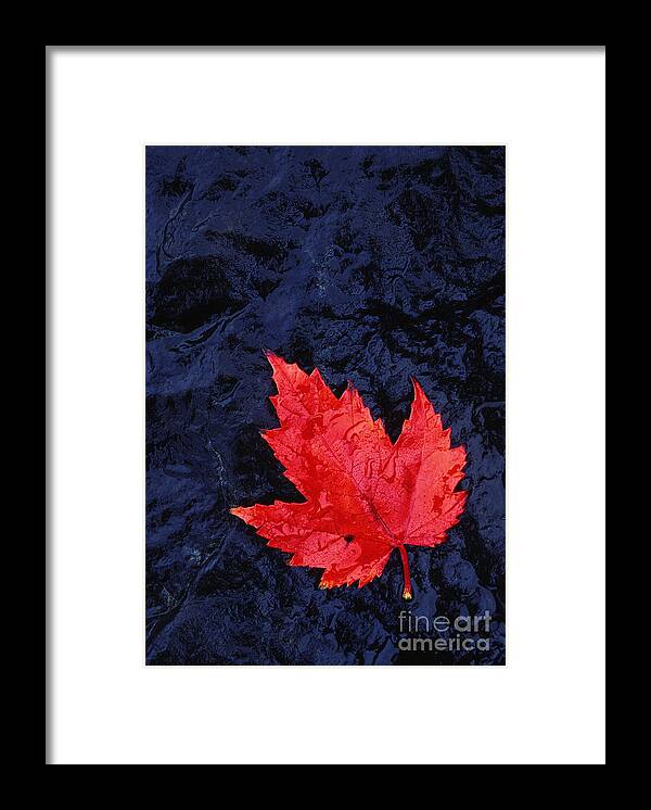Leaf Framed Print featuring the photograph Red Maple Leaf and Black Stone - FS000222 by Daniel Dempster