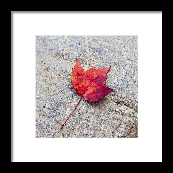 Karen Stephenson Photography Framed Print featuring the photograph Red Maple Leaf on Granite Stone in a Square Format by Karen Stephenson