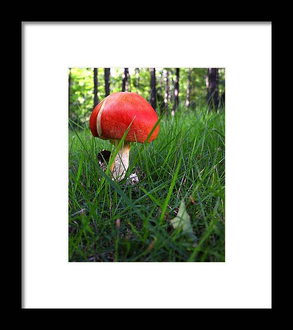 Red Framed Print featuring the photograph Red Mushroom by Joe Myeress
