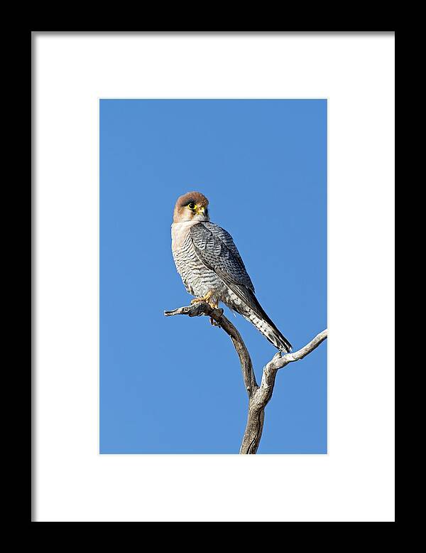 Red-necked Falcon Framed Print featuring the photograph Red-necked Falcon Perched On A Branch by Tony Camacho