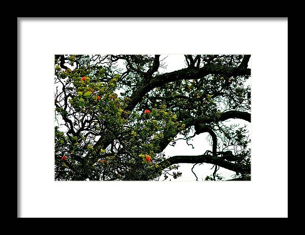 Hawaii Framed Print featuring the photograph Red Ohia Lehua Tree by Lehua Pekelo-Stearns