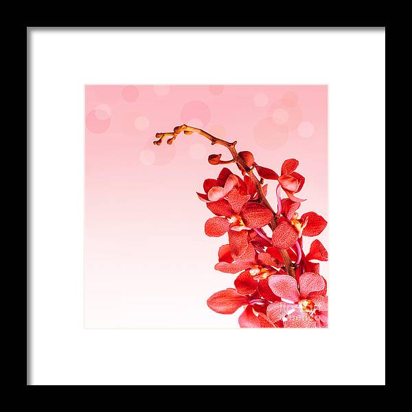 Background Framed Print featuring the photograph Red orchid flowers by Anna Om