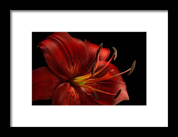 Red Oriental Lily- Close Dark - Greg Sava Framed Print featuring the photograph Red Oriental Lily Close Dark by Greg Sava