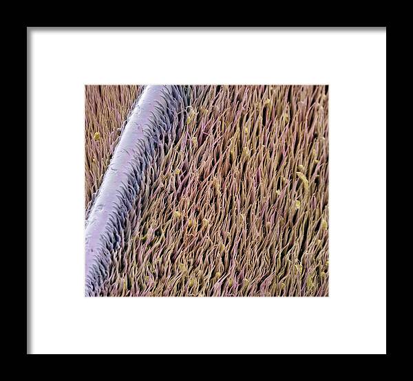 Albert Lleal Framed Print featuring the photograph Red Palm Weevil Antenna Sem 1822x by Albert Lleal