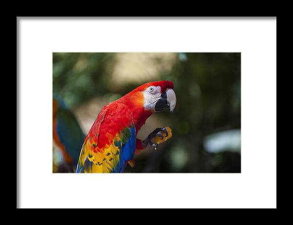 Parrot Framed Print featuring the photograph Red parrot by Garry Gay