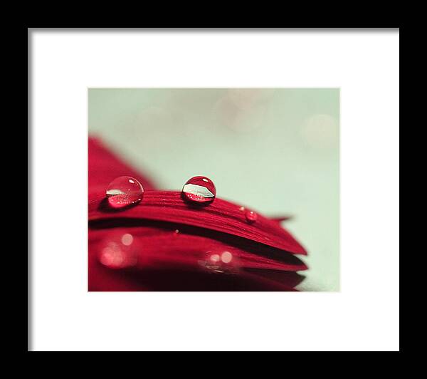 Macro Framed Print featuring the photograph Red Petals by Angela Murdock