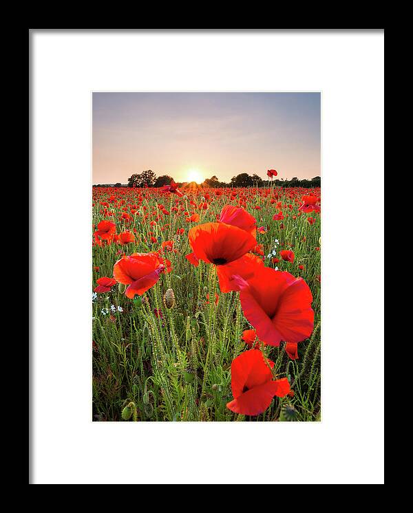 Tranquility Framed Print featuring the photograph Red Poppies Field by Daugirdas Tomas Racys