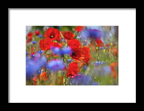 Poppy Framed Print featuring the photograph Red Poppies in the Maedow by Heiko Koehrer-Wagner