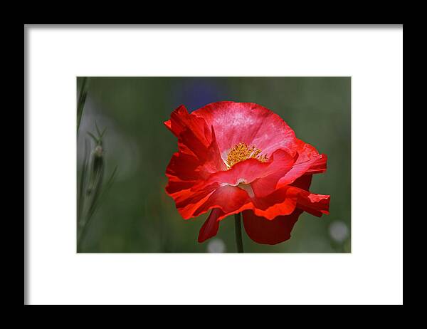 Flower Framed Print featuring the photograph Red Poppy by Juergen Roth
