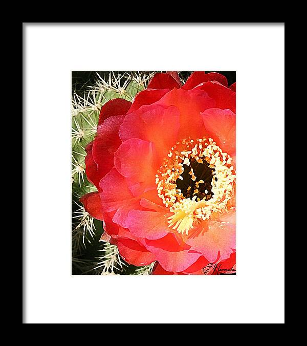 Prickly Pear Blossom Framed Print featuring the painting Red Prickly Pear Blossom by Ellen Henneke