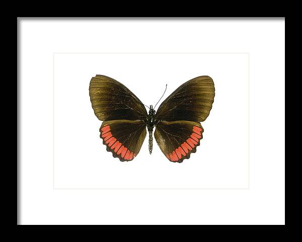 Entomology Framed Print featuring the photograph Red rim butterfly by Science Photo Library