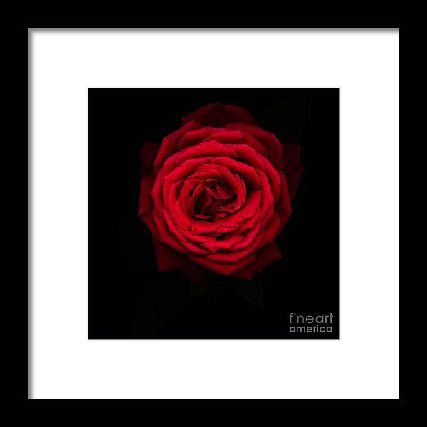 Black Framed Print featuring the photograph Red rose 2 by Oscar Gutierrez
