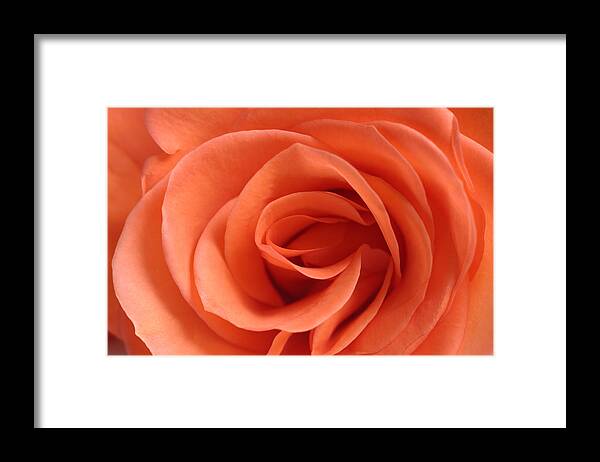 Rose Framed Print featuring the photograph Red Rose Floribunda closeup by Andy Myatt