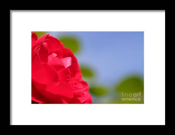 Flower Framed Print featuring the photograph Red Rose by Henrik Lehnerer