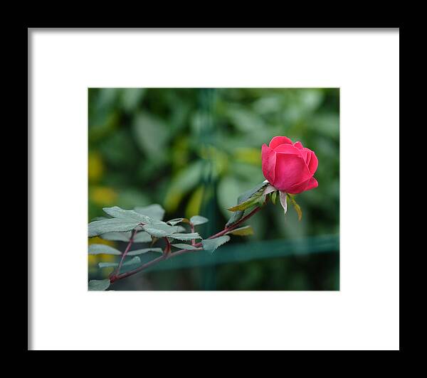 Rosa Berberfolia Framed Print featuring the photograph Red Rose I by Lisa Phillips