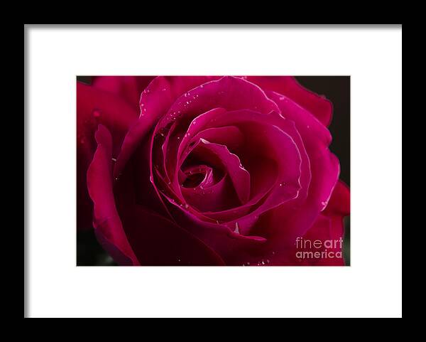 Rose Framed Print featuring the photograph Red Rose by Jelena Jovanovic