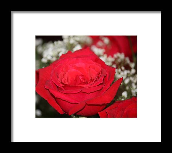 Red Roses Framed Print featuring the photograph Red Rose by Kimber Butler